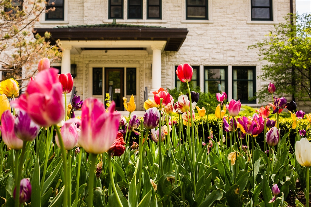 Tulips bloom at the entrance to Piper Hall.