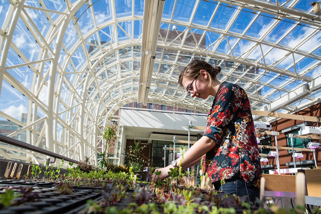A student plants seedlings in the greenhouse of the Institute of Environmental Sustainability.